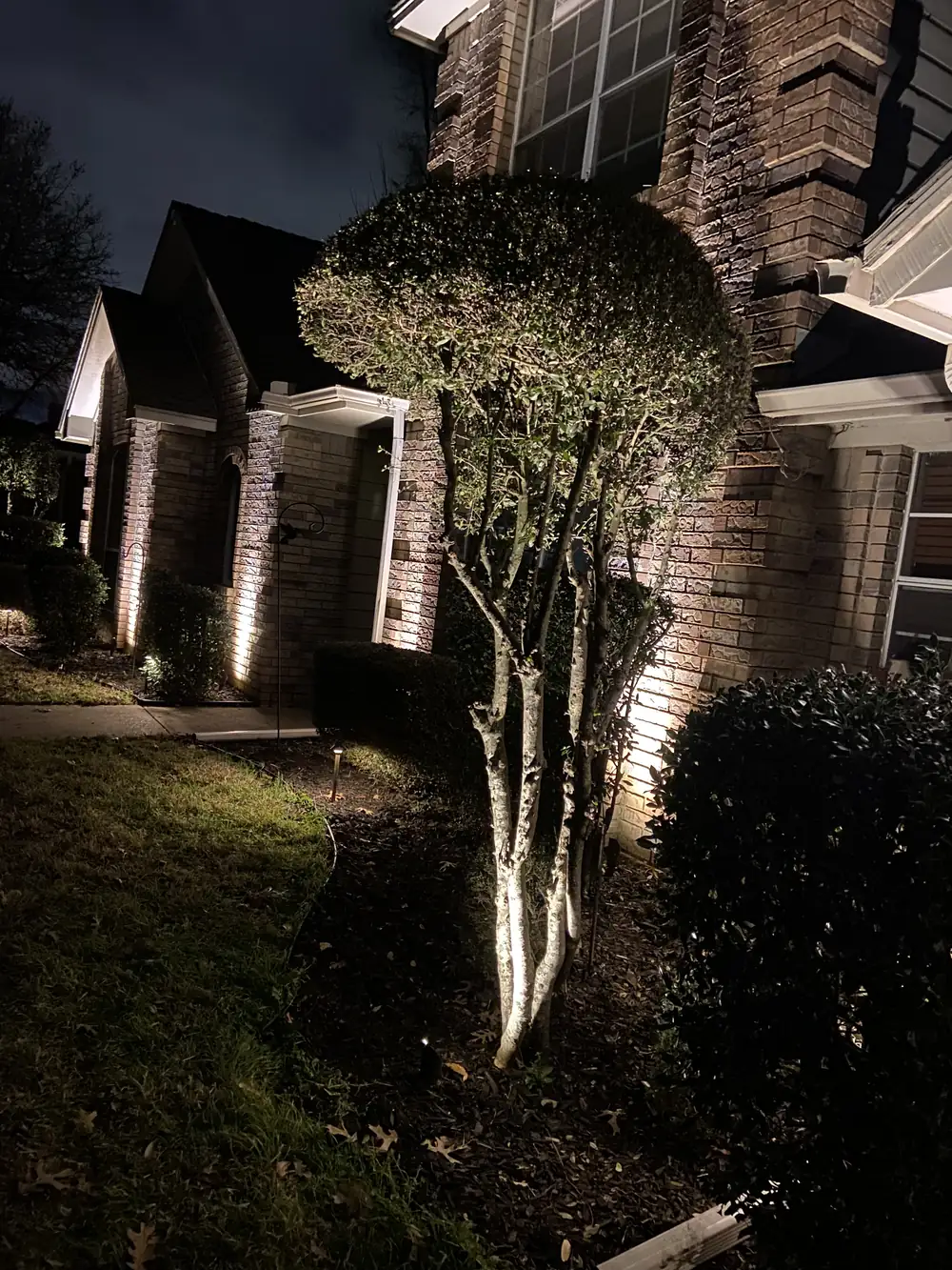Uplit ornamental tree beside a lit brick facade at night