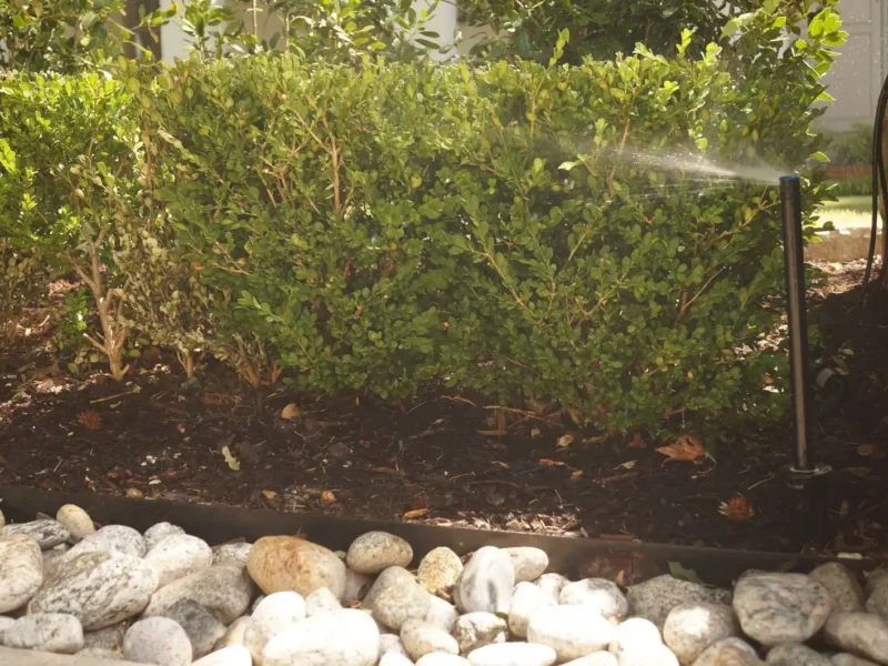 Tall 12-inch pop-up spray head watering a flower bed over a hedge line